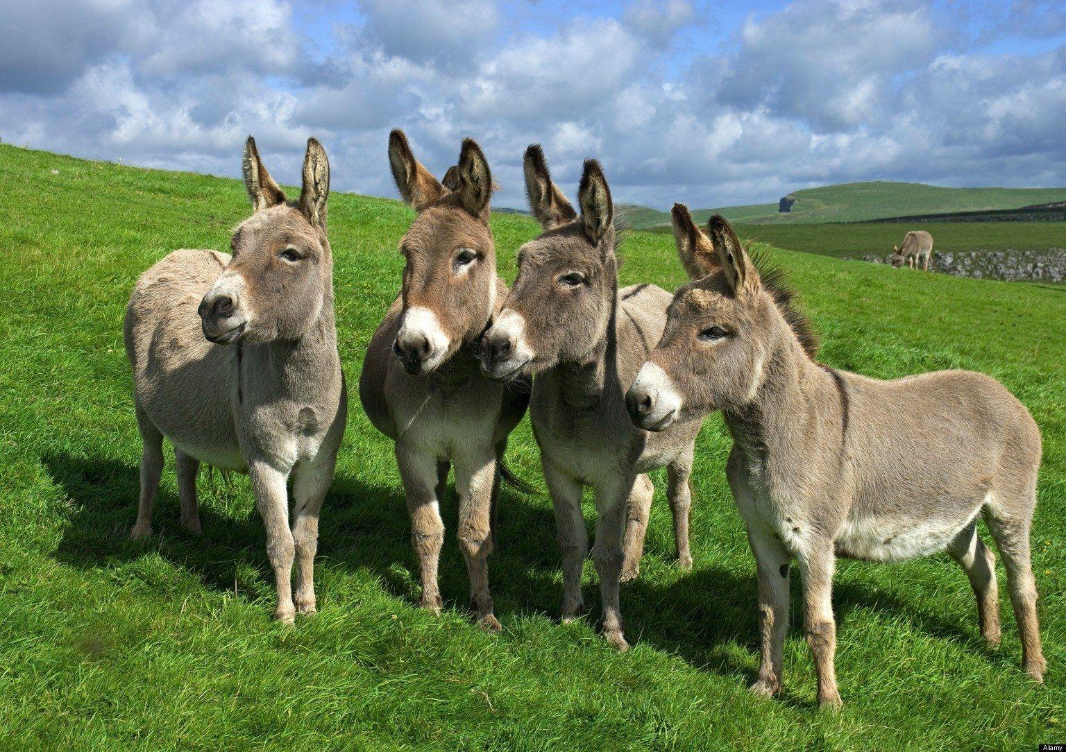 four donkeys Wallpaper and Background Imagex1084