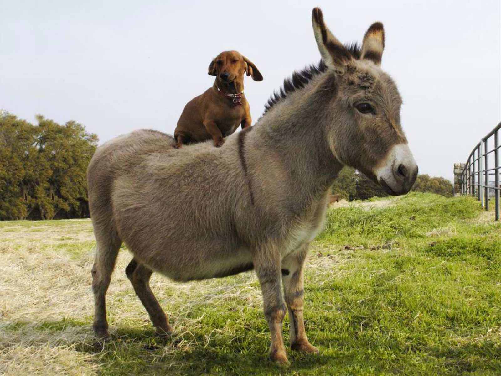 500 Best Donkey Photos  100 Free Download  Pexels Stock Photos