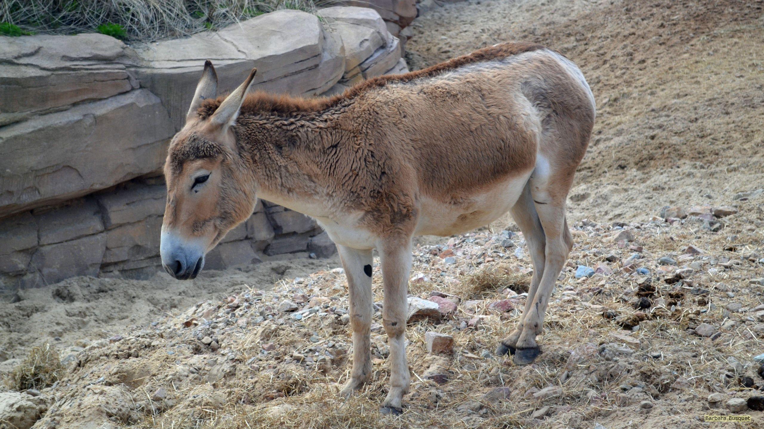 Donkey Wallpaper HD Wallpaper