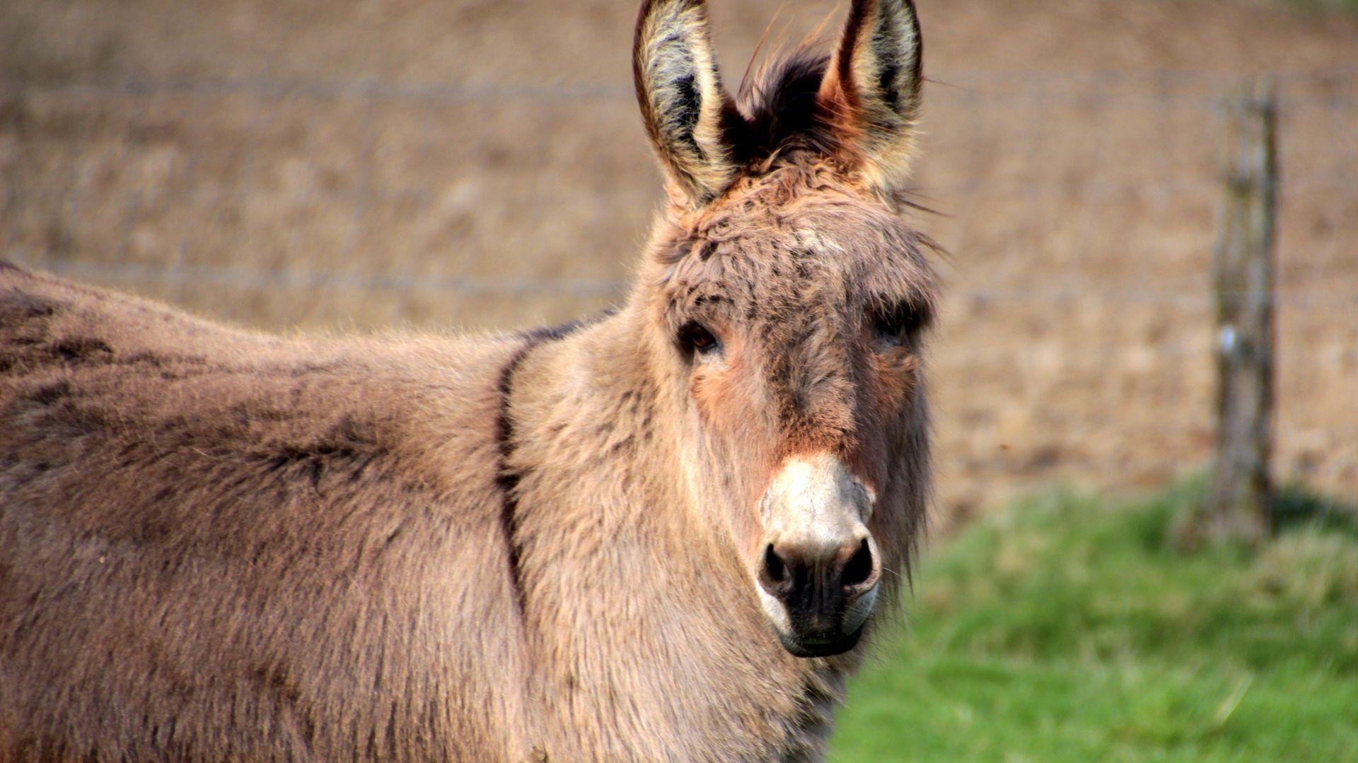 Download wallpaper 1920x1080 donkey, animal, muzzle full hd, hdtv