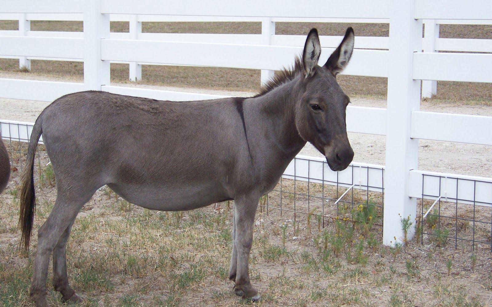 donkey animal HD image free download 1080p. Wallpaper