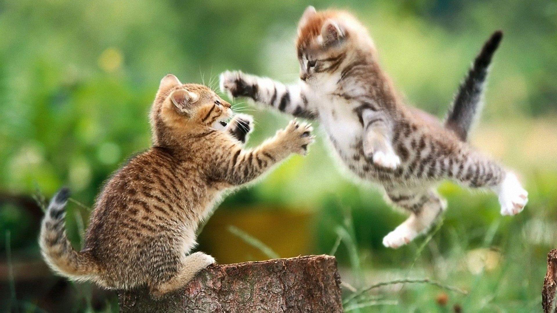 Cat HD Wallpaper