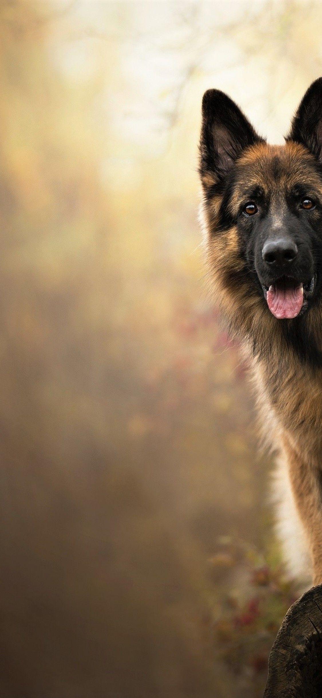 Download 1125x2436 German Shepherd, Dogs Wallpaper for iPhone X