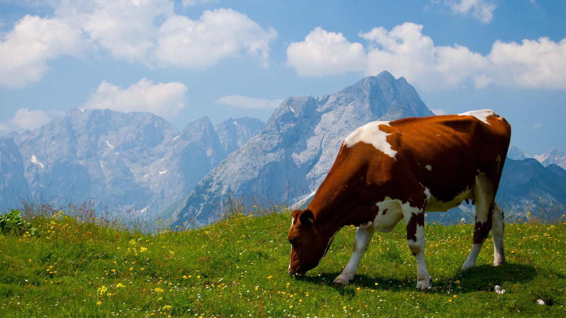 Cow Wallpaper HD