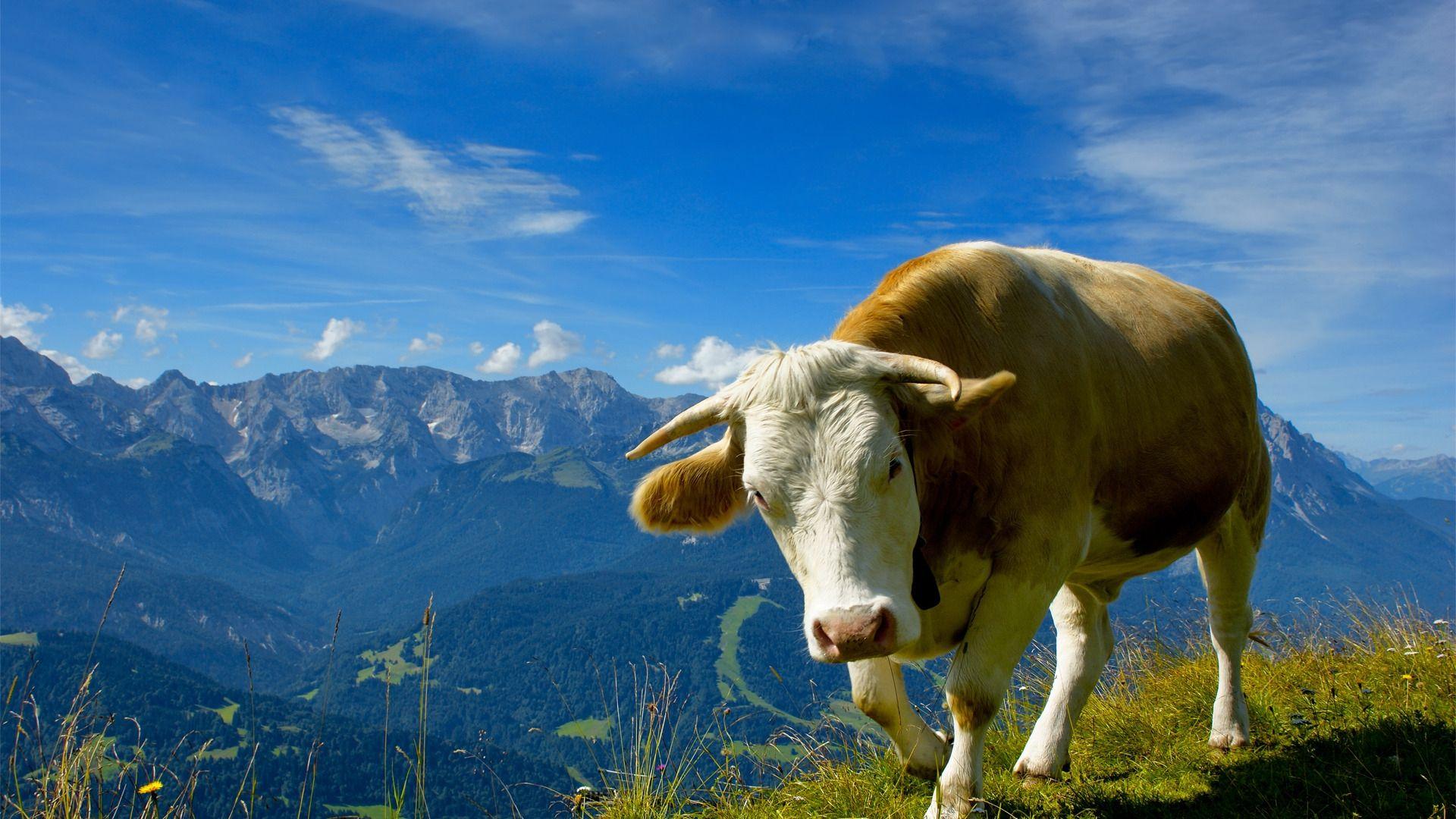 Best HD Wallpaper's Collection: Cows Wallpaper of Cows