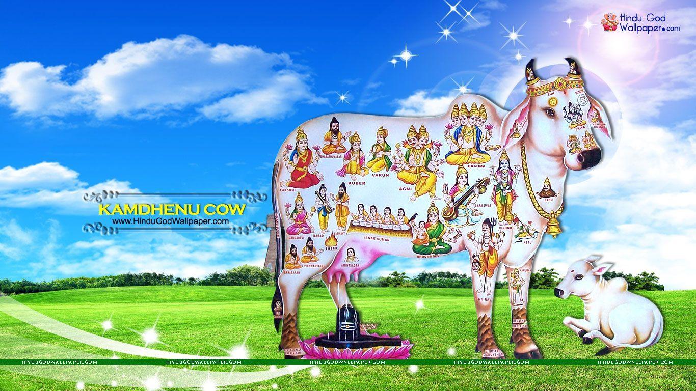 Kamdhenu Cow Wallpaper, Picture & Image Download. Cow wallpaper, Wallpaper free download, Wallpaper picture