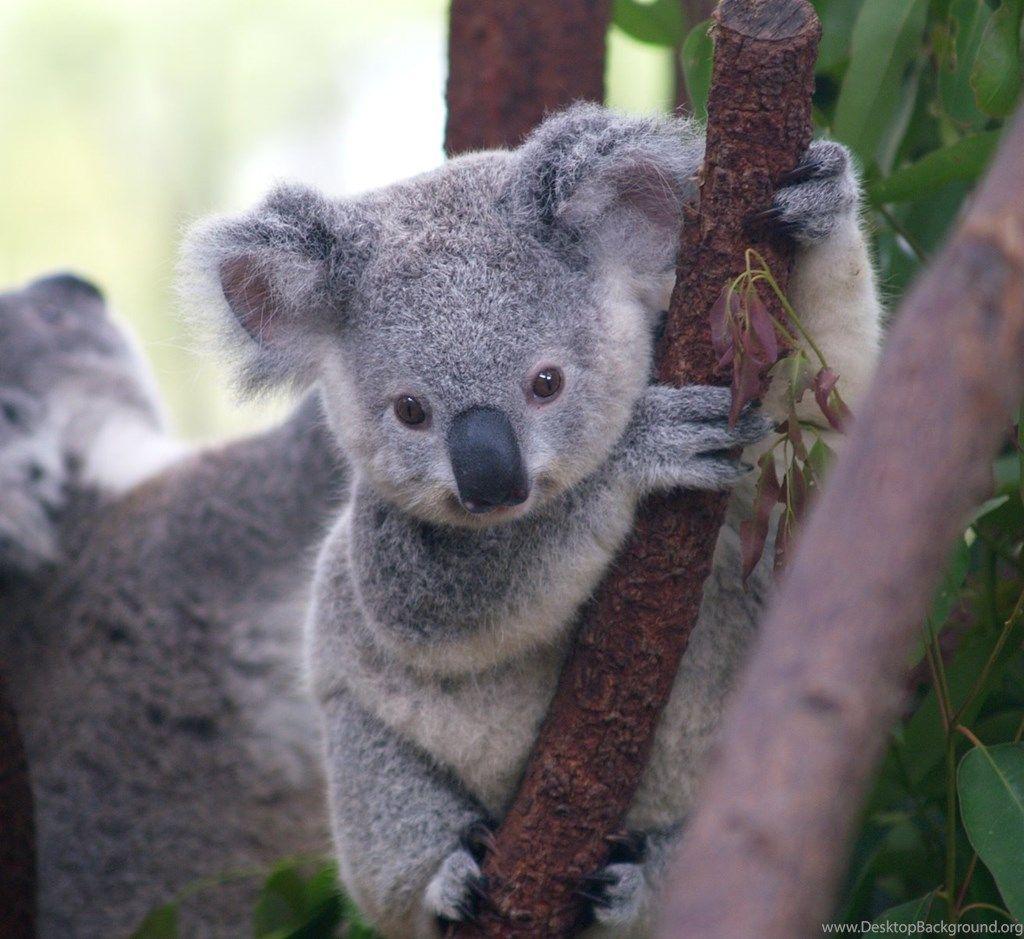 Baby Koala Wallpaper. Desktop Background