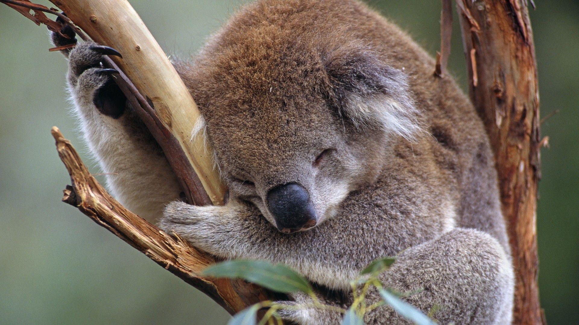 Cute Koala Sleeping