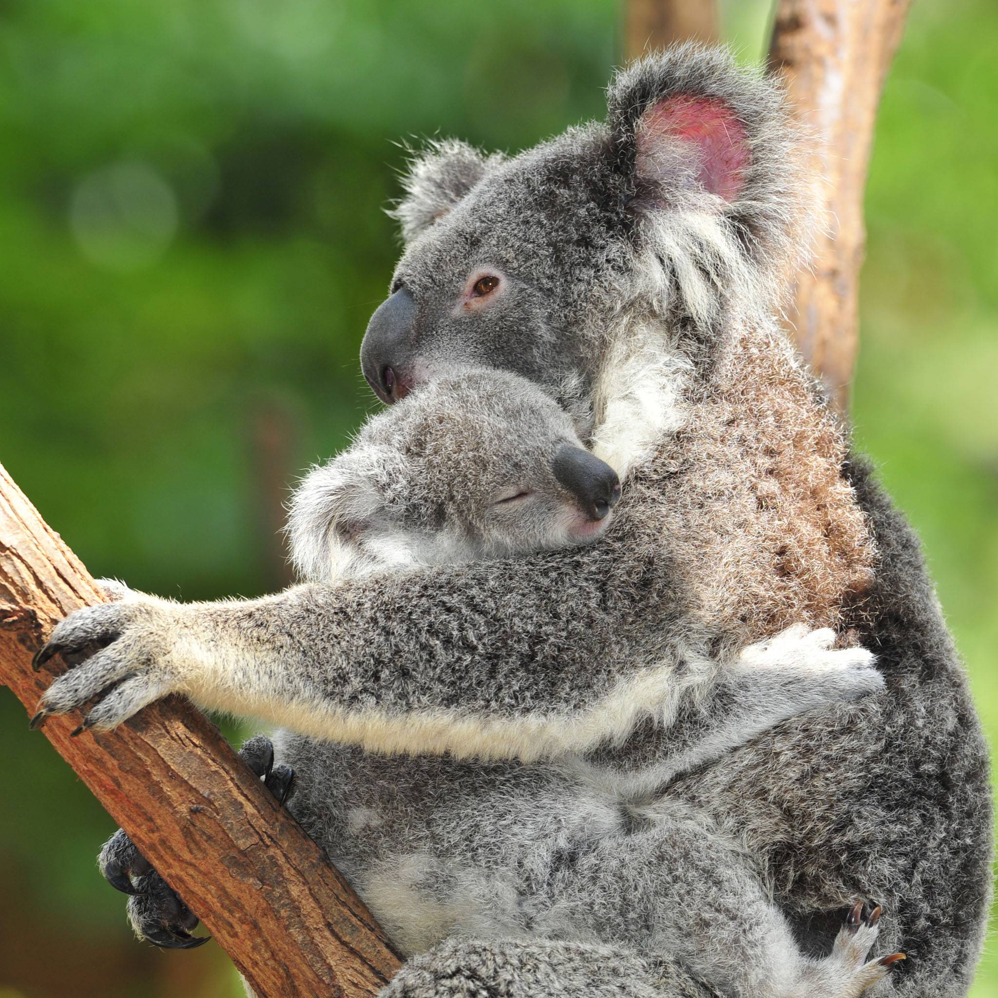 Mother Koala And Baby Lovers Wallpaper