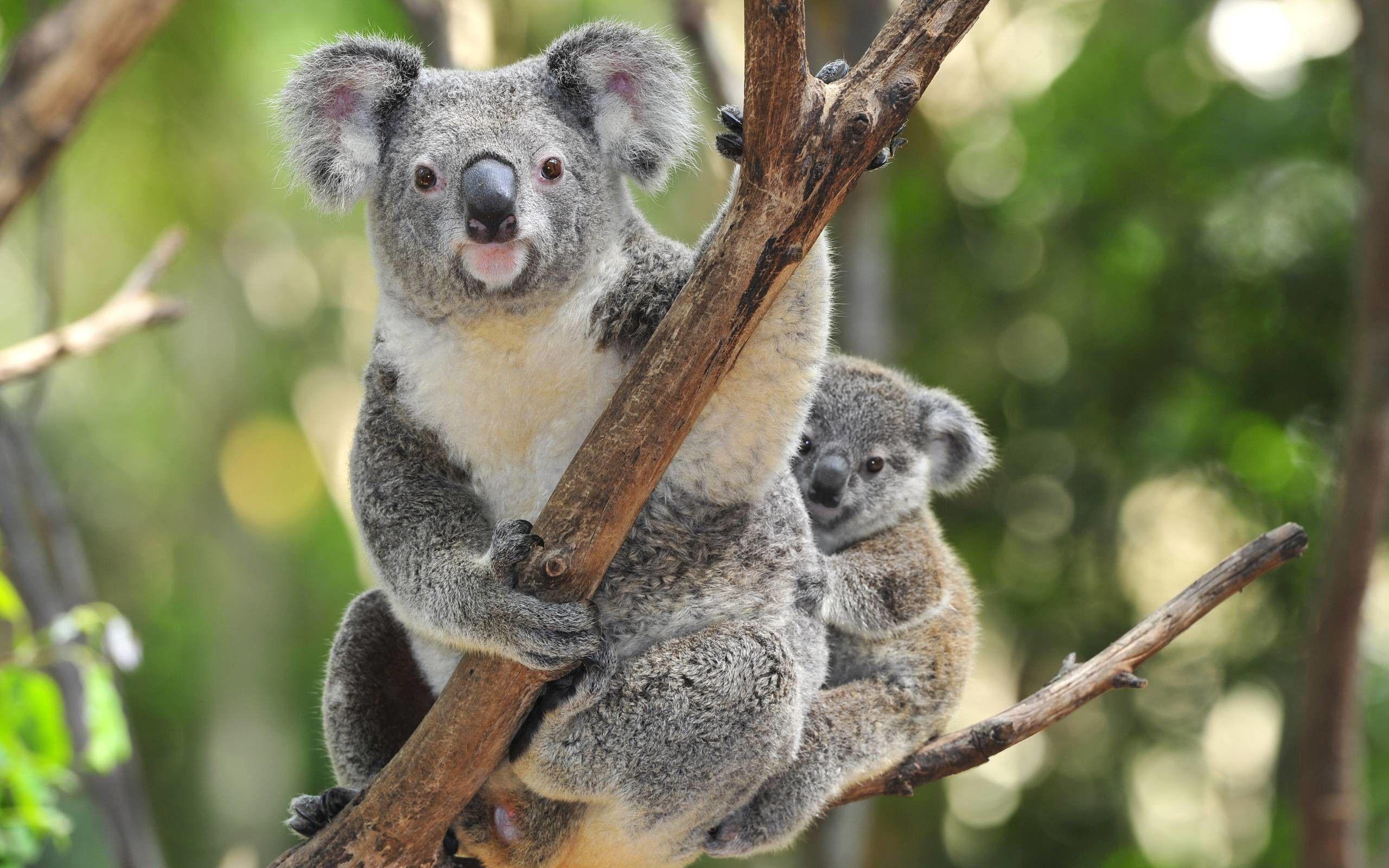 Koala Wallpaper background picture