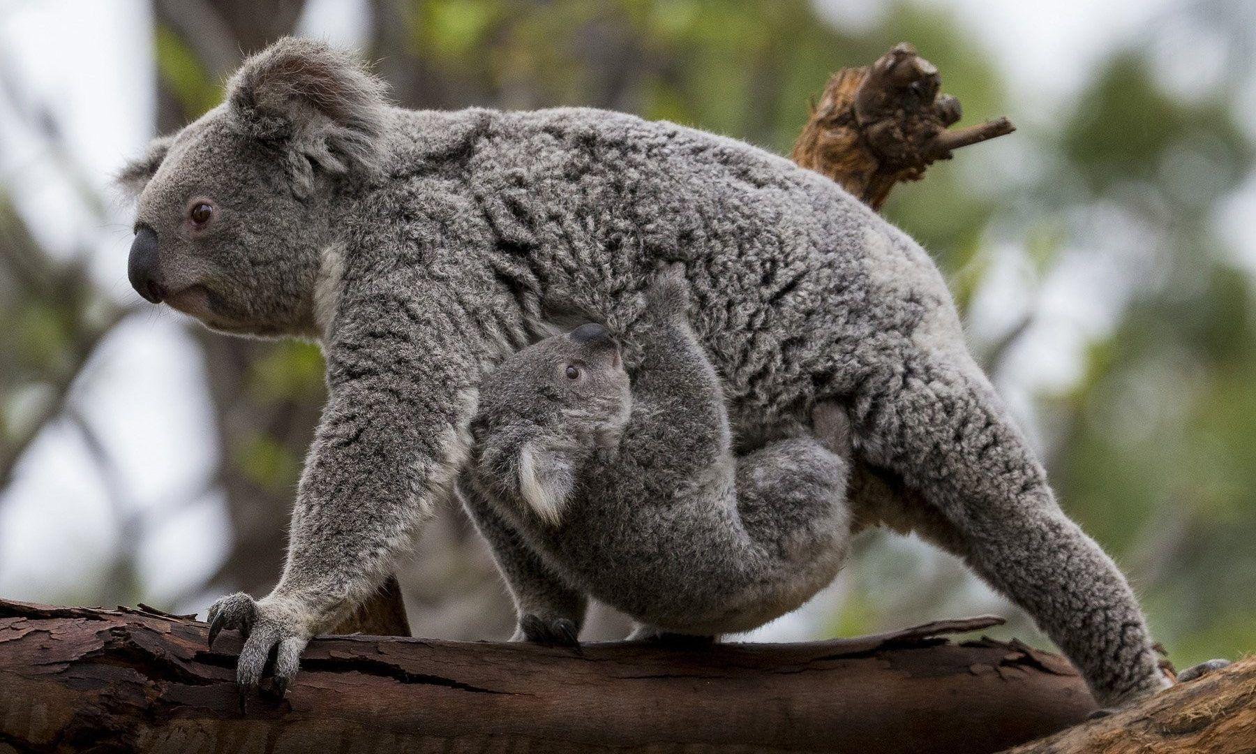 Koala Tag wallpaper: Koala Animal Beautiful Image. Koala Image Of