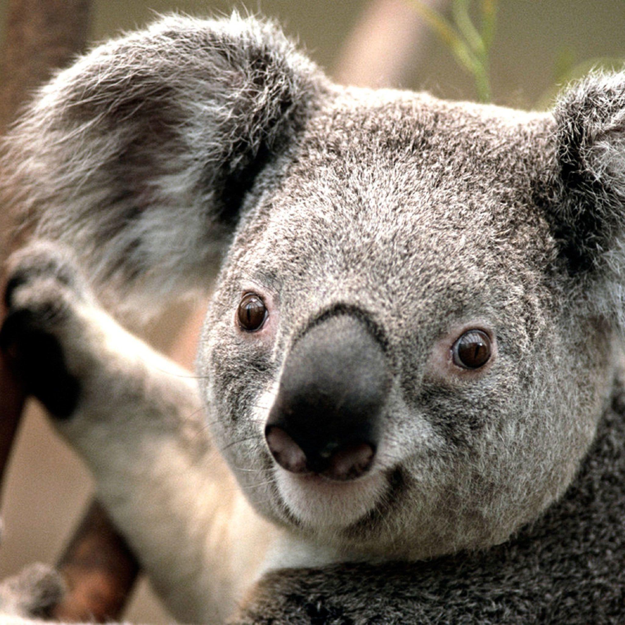 Koala Bear Wallpaper background picture