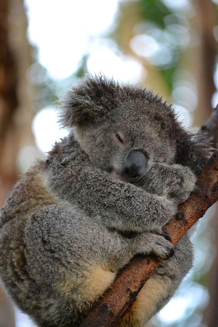 Just Arrived Pics Of Koalas Babies 302 Best Ko