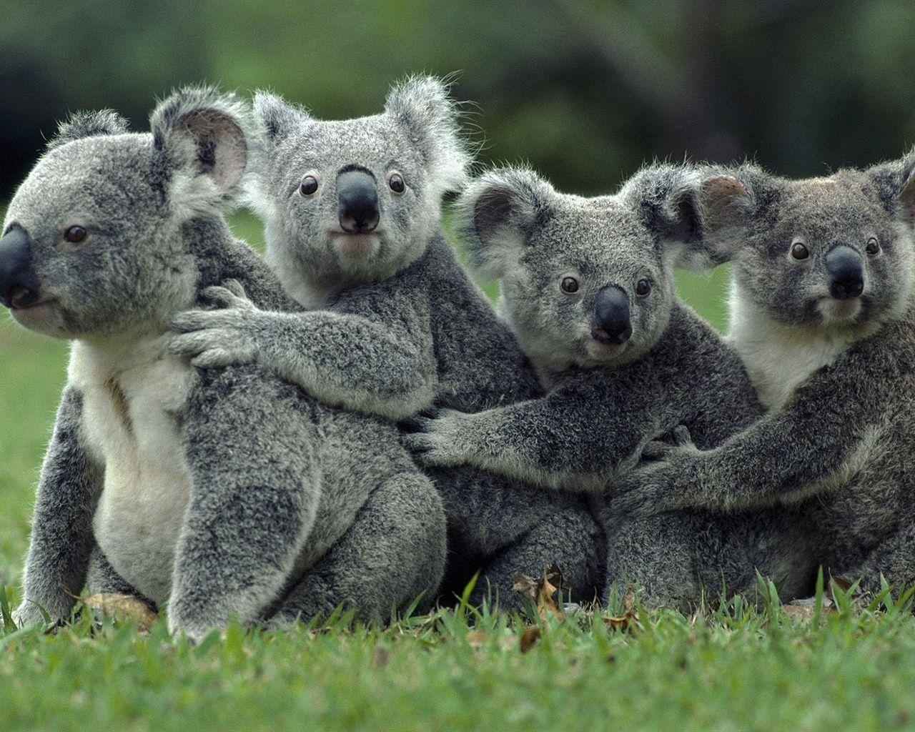 Cute Baby Koala Wallpaper