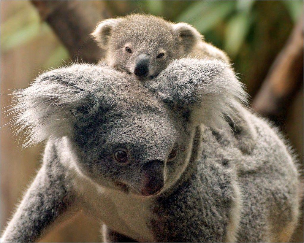 Cute Newborn Baby Koala Bear