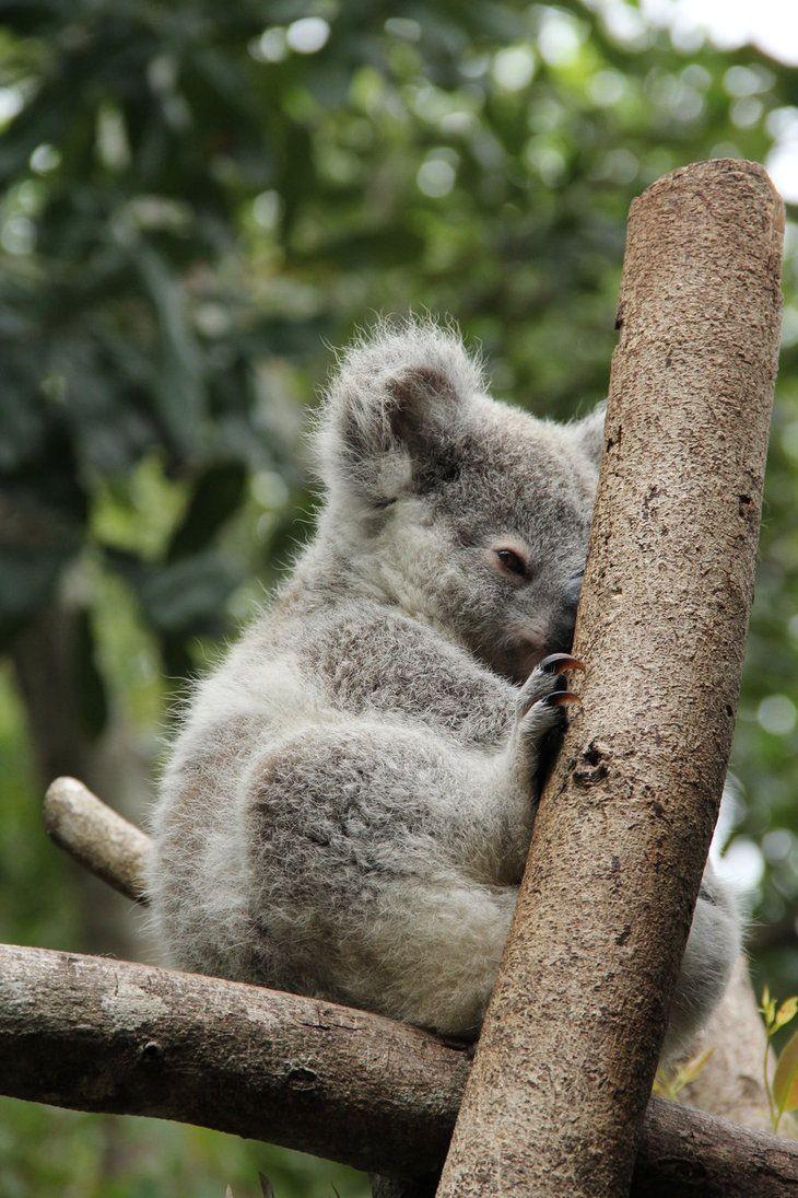 Koala Baby Wallpaper