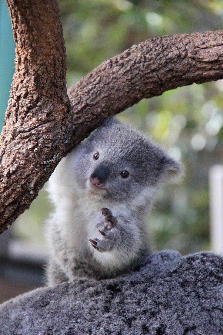 Terrific Pics Of Koalas Babies 216 Best Baby Image