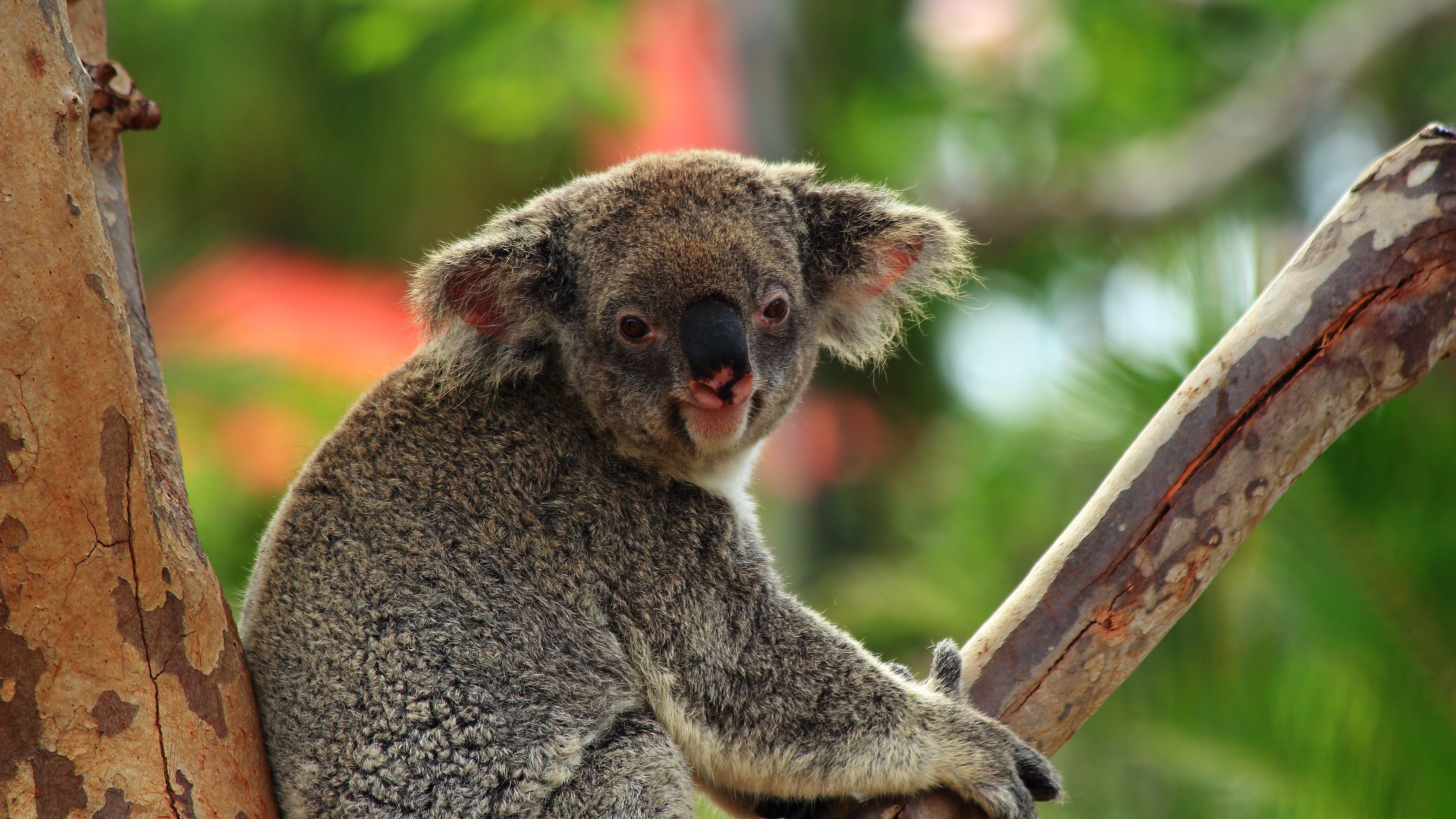 Koala Bear Wallpaper For Desktop