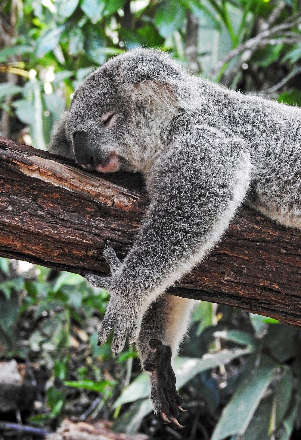 Koala Hug Picture. Download Free Image