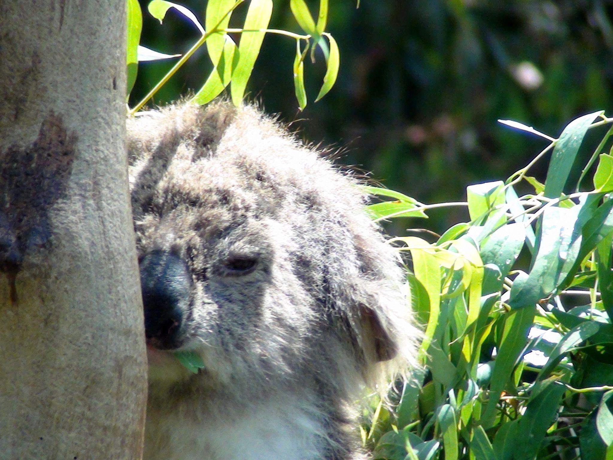 The Koala Conservation Centre is run by Phillip Island Nature Parks