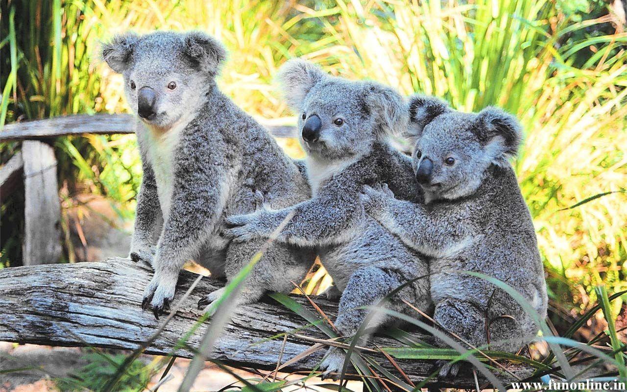 1280x800px Cute Baby Koala Wallpaper