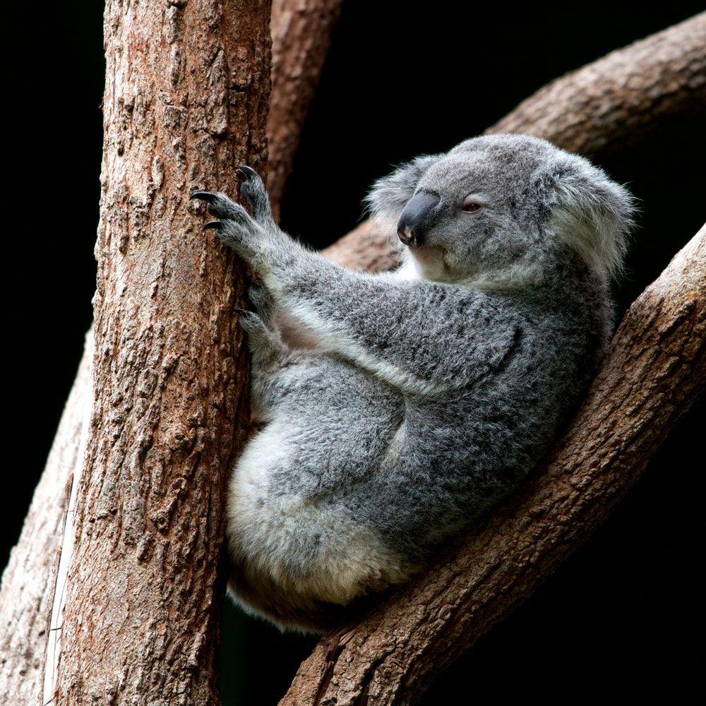 Koala Picture. Download Free Image