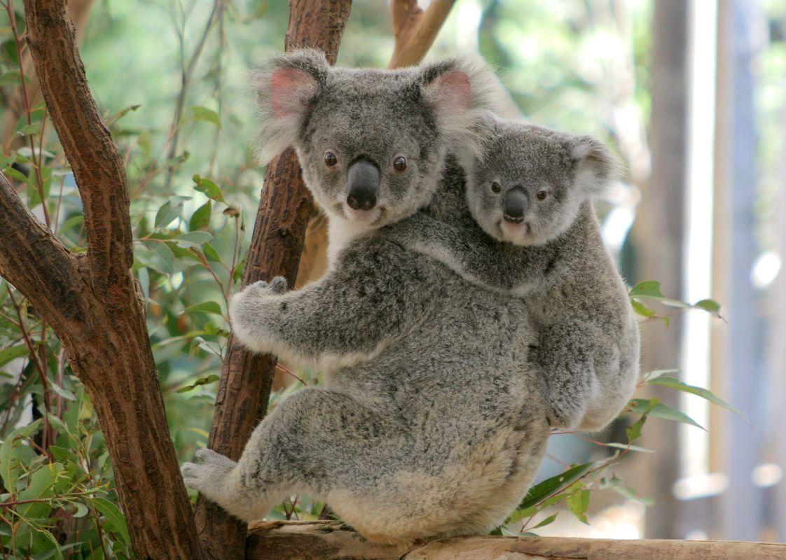 Baby Koala Picture Wallpaper HD Base Wallpaper