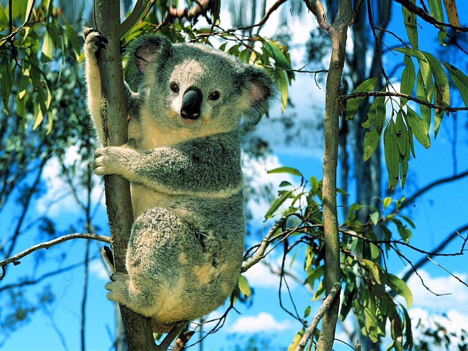nature animals koalas wallpaper and background