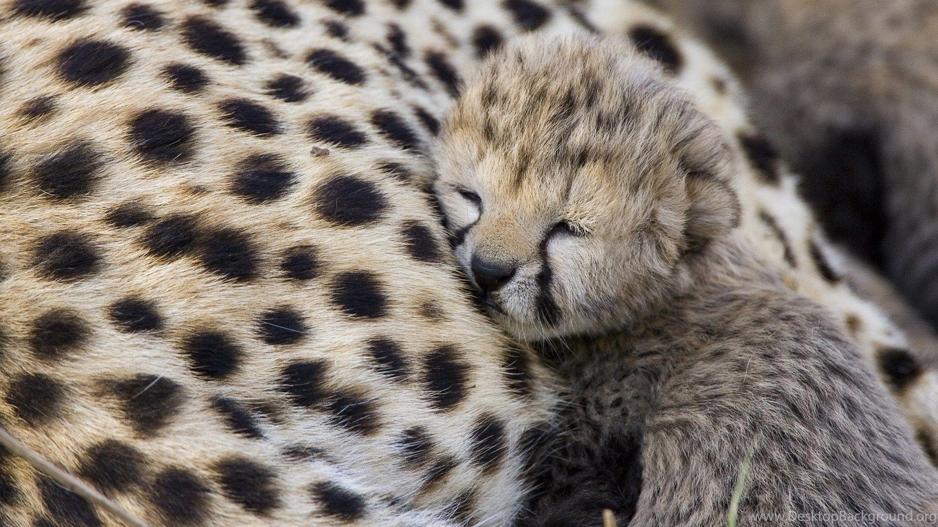 Cute Baby Cheetah Wallpaper Desktop Background