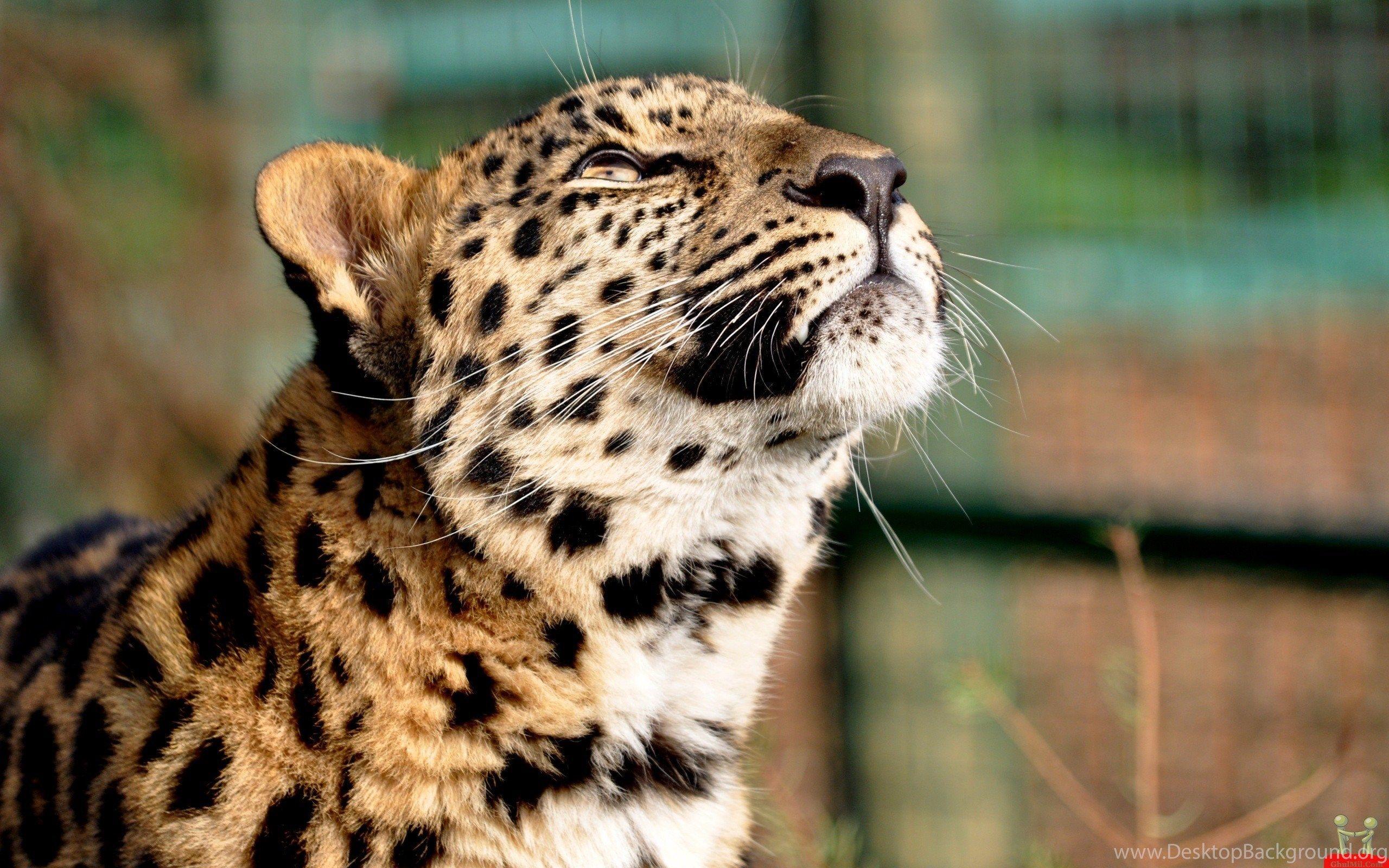 Cheetah HD Wallpaper For Desktop Background. Cute Animal HD