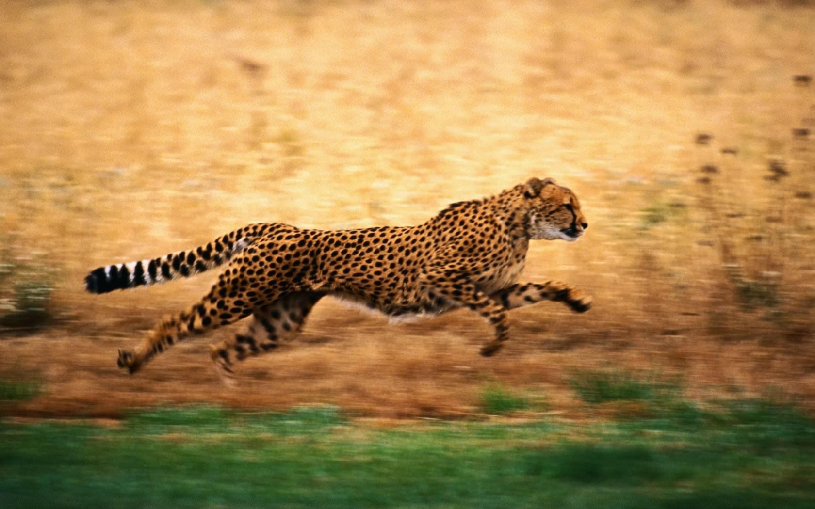 Best Cheetah wallpaper for High Resolution HD 1680x1050 PC