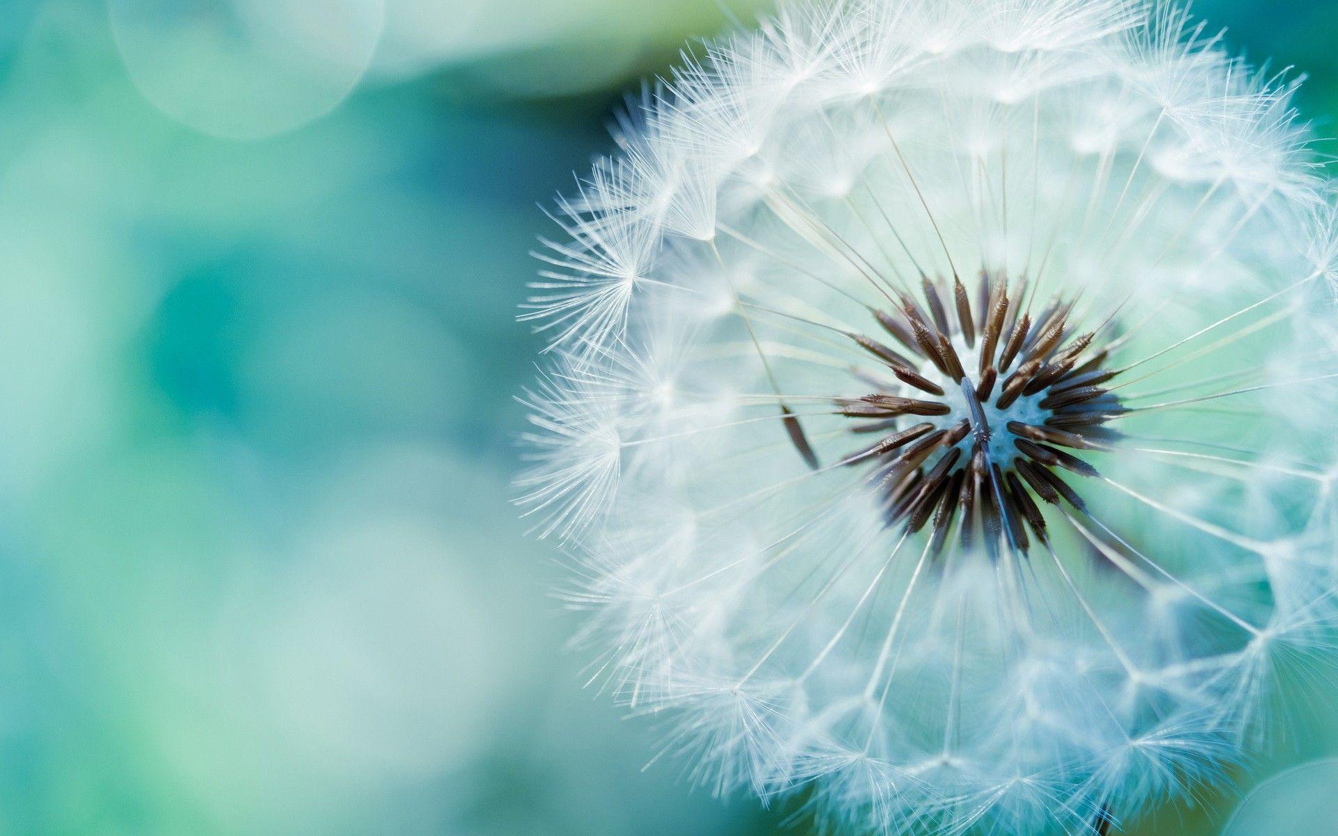 Dandelion In Perfect Shape Flower HD Wallpaper 1920x1200