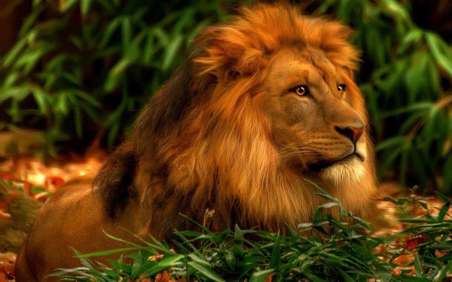 HD Wallpaper Lion