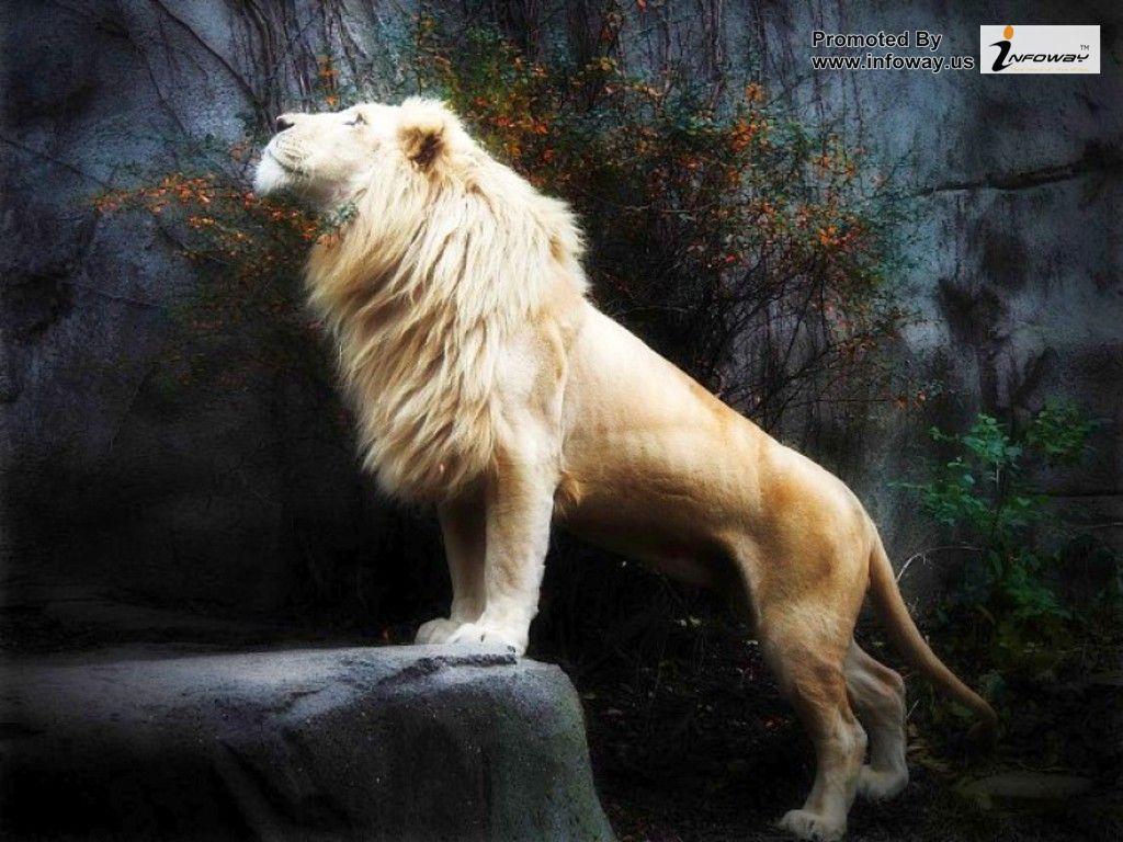 white lion wallpaper 3d