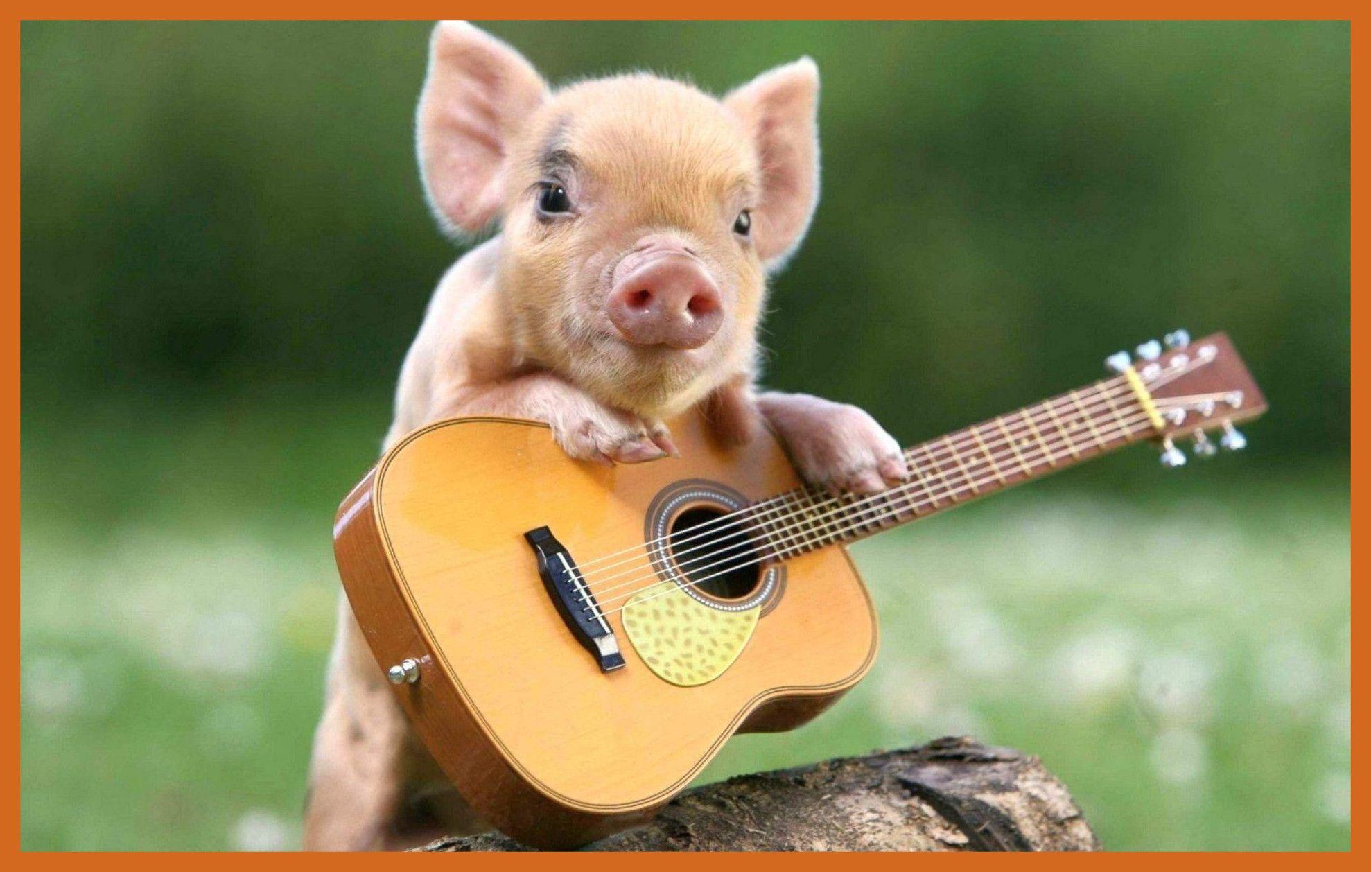 Cute Pig Wallpaper background picture