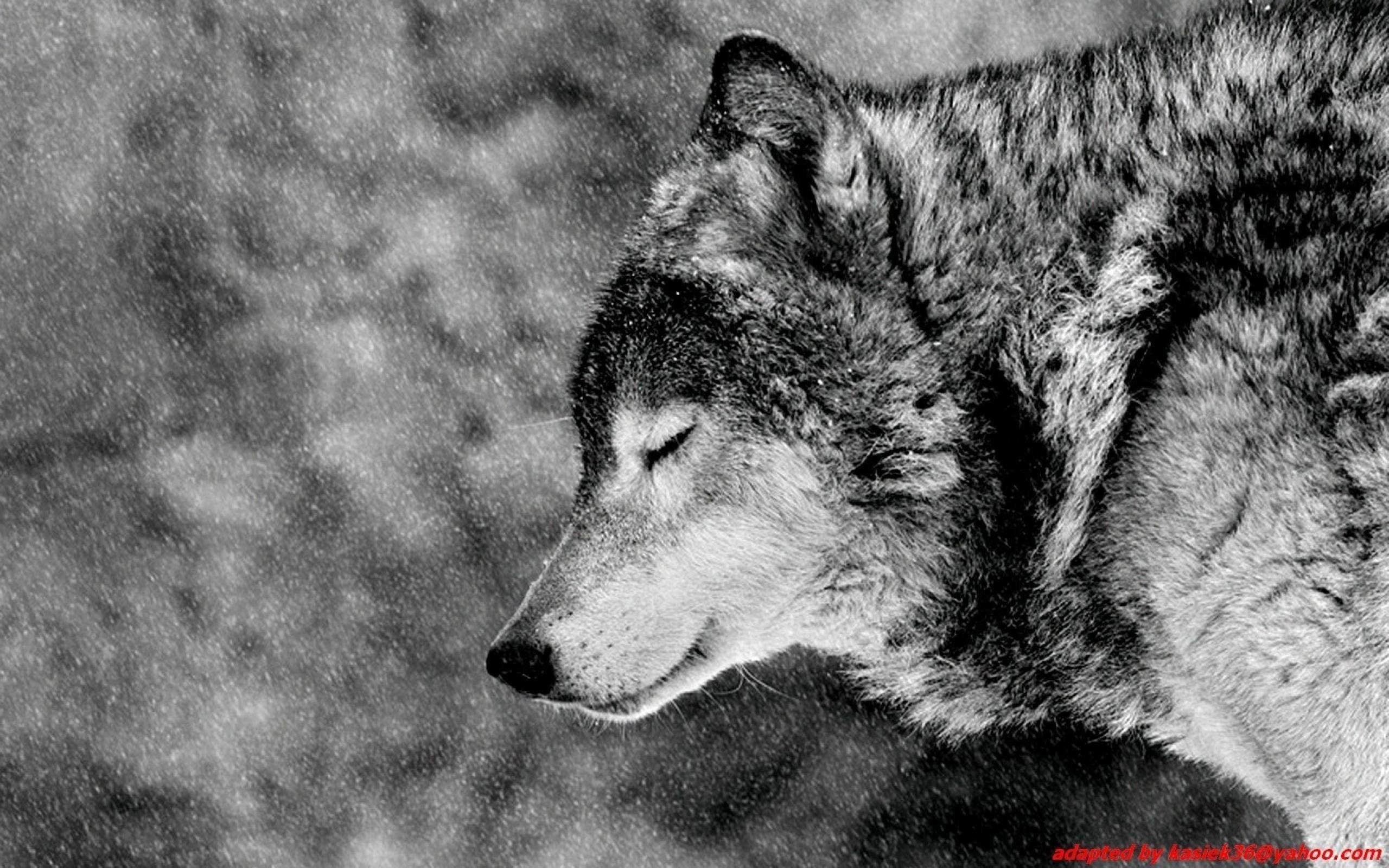 Black Wolf Wallpaper background picture