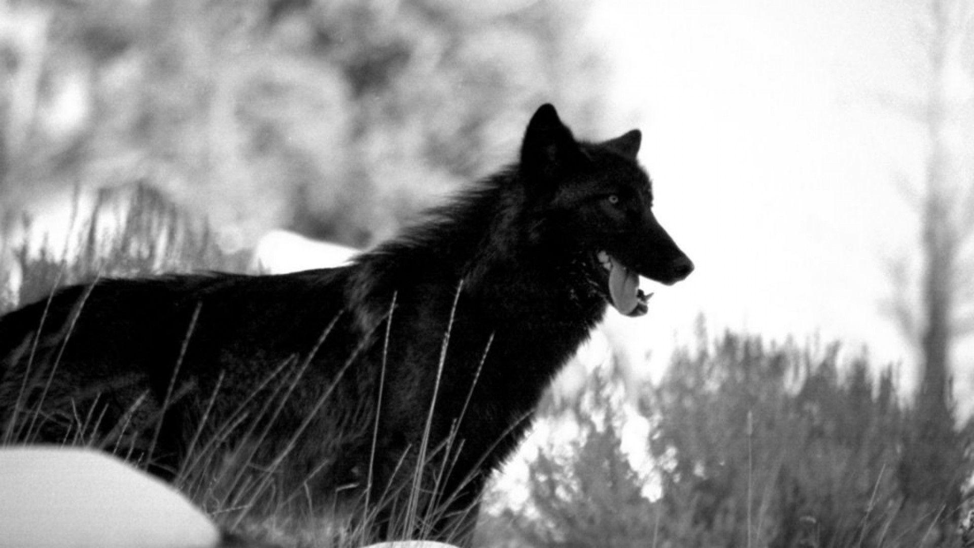 Black Wolf Background Wallpaper. Packs