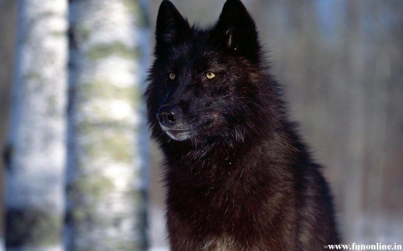 Gallery For Black Wolf White Wolf Wallpaper Desktop Background