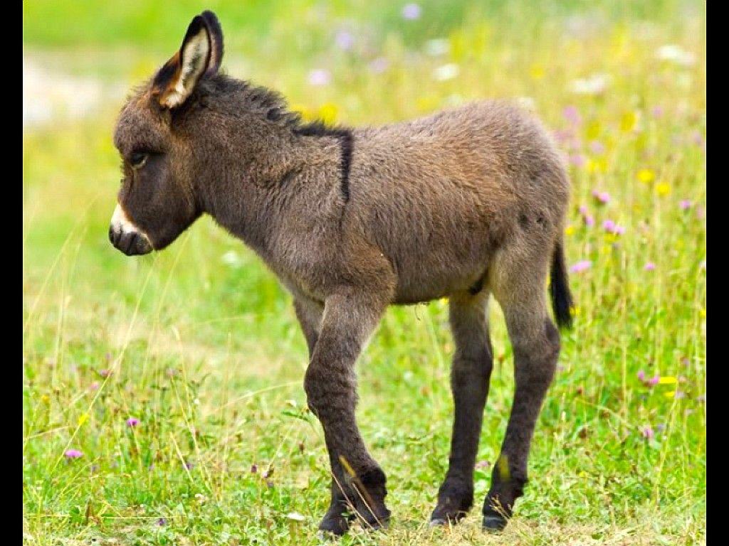 Donkey Wallpaper, Donkey 100% Quality HD Image, Free Download