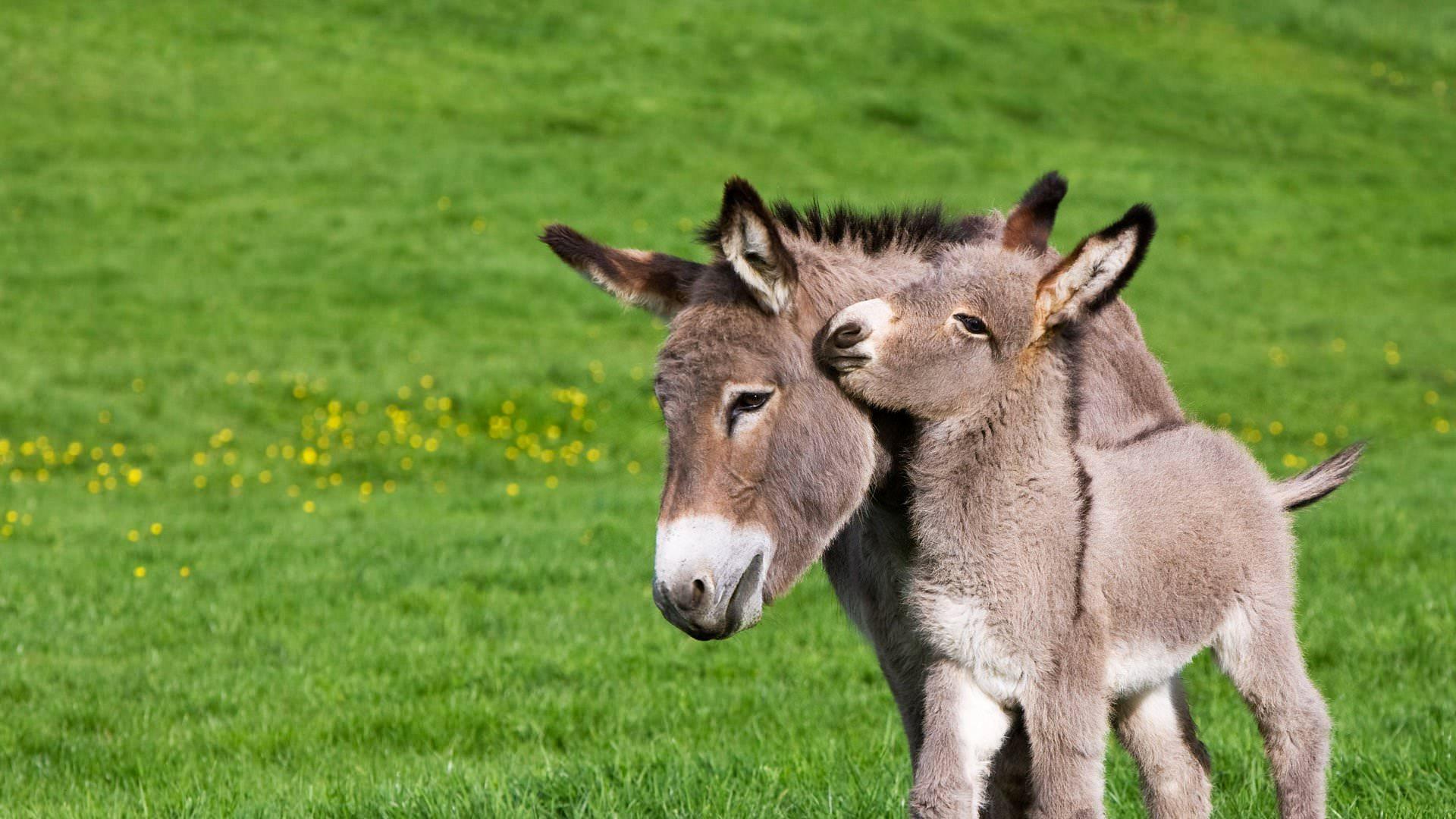Donkey wallpaper HD for desktop background