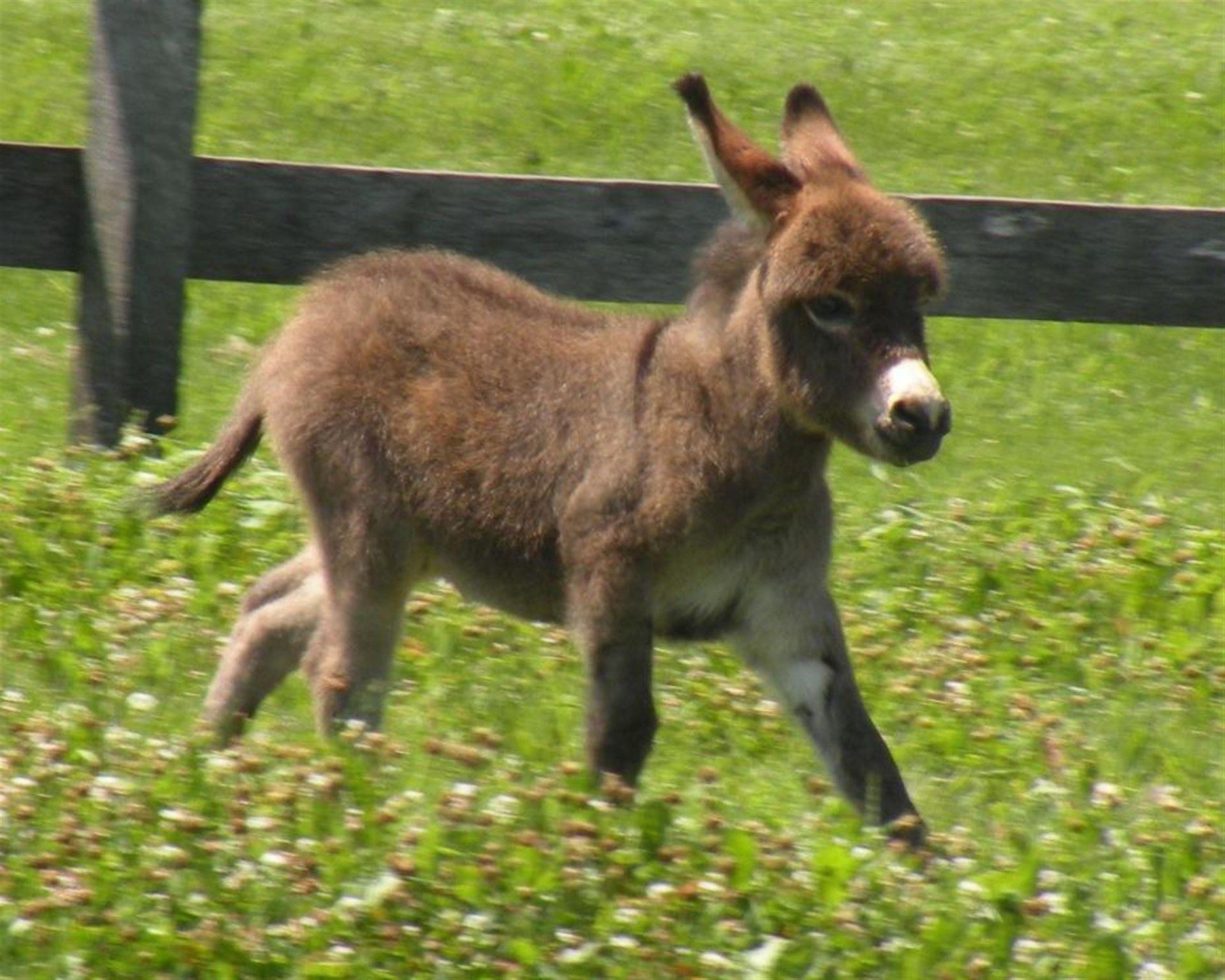 Baby donkey wallpaper