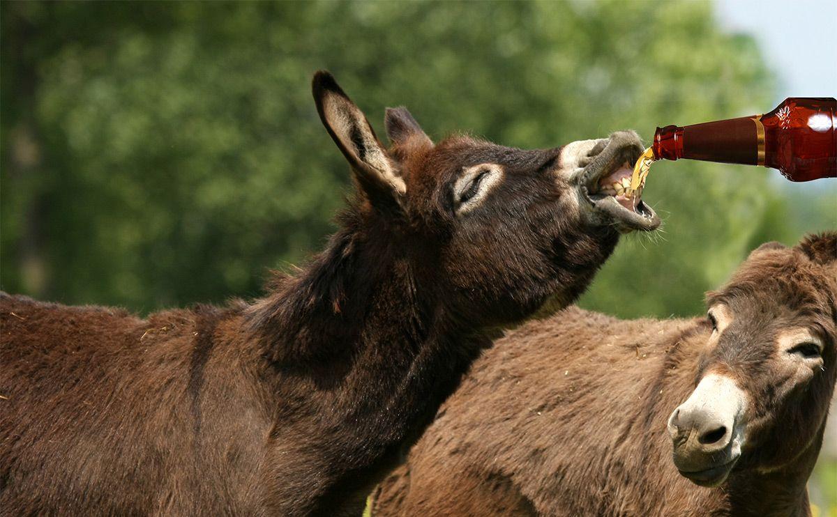 1200x742px Donkey 260.7 KB