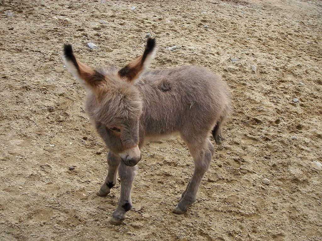 Donkey Wallpaper, Best Donkey Image Collection, Fungyung