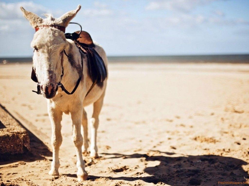 Donkey wallpaper