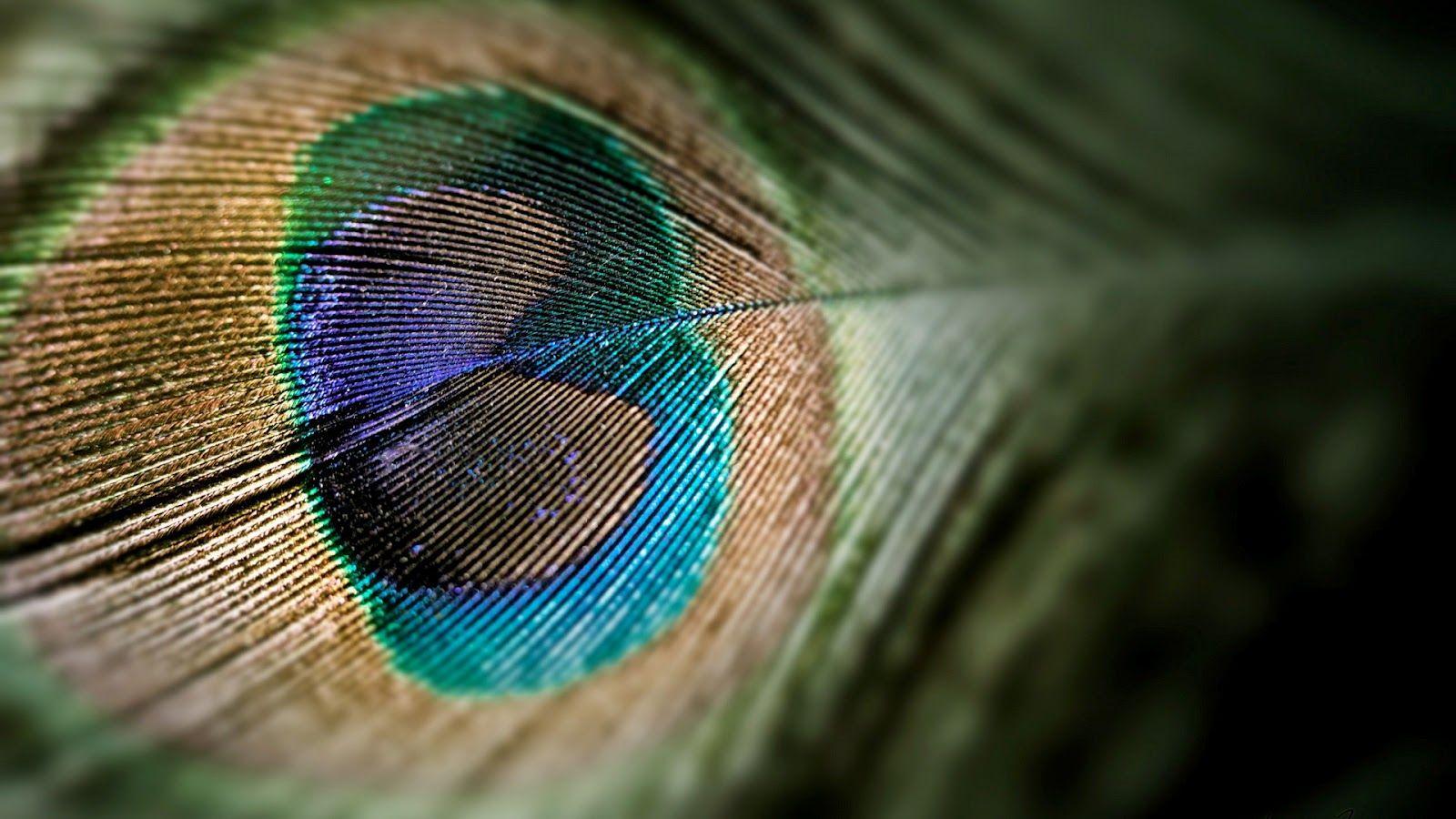Colorful Peacock Feather Tablet Wallpaper
