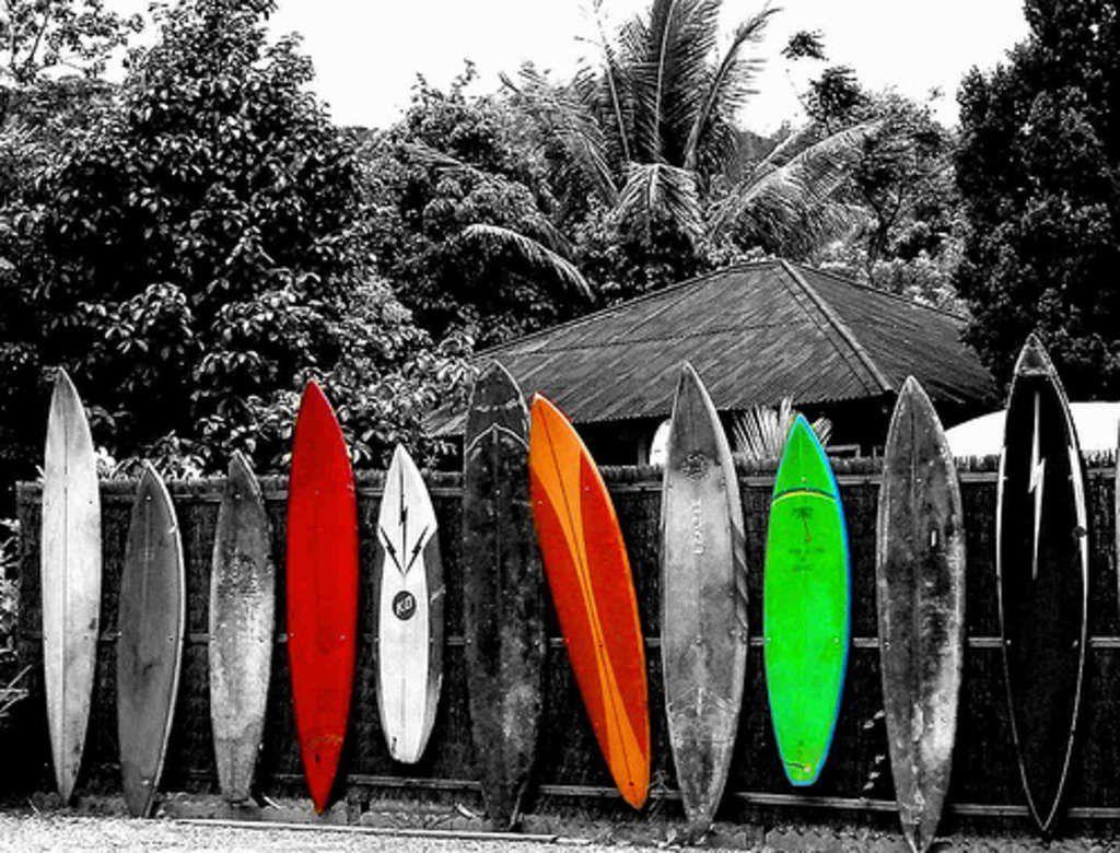 Wallpaper surf Gallery