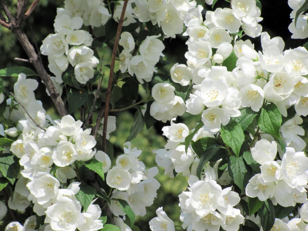 Jasmine Flower Wallpaper, Background, Image