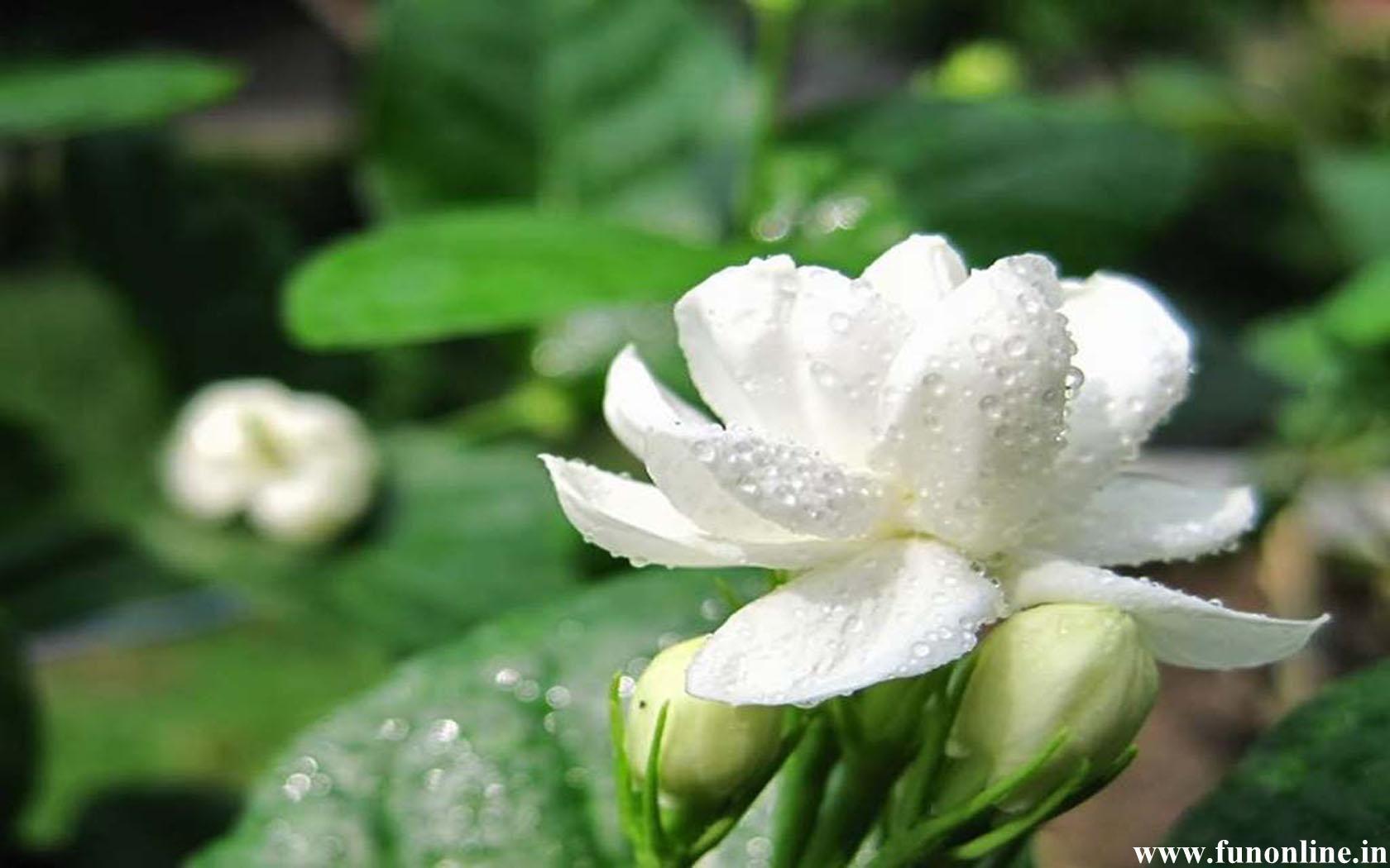 jasmine flower wallpaper