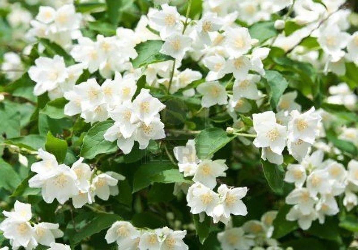 Jasmine Flower. Jasmine Flower Wallpaper for Android. Flowers