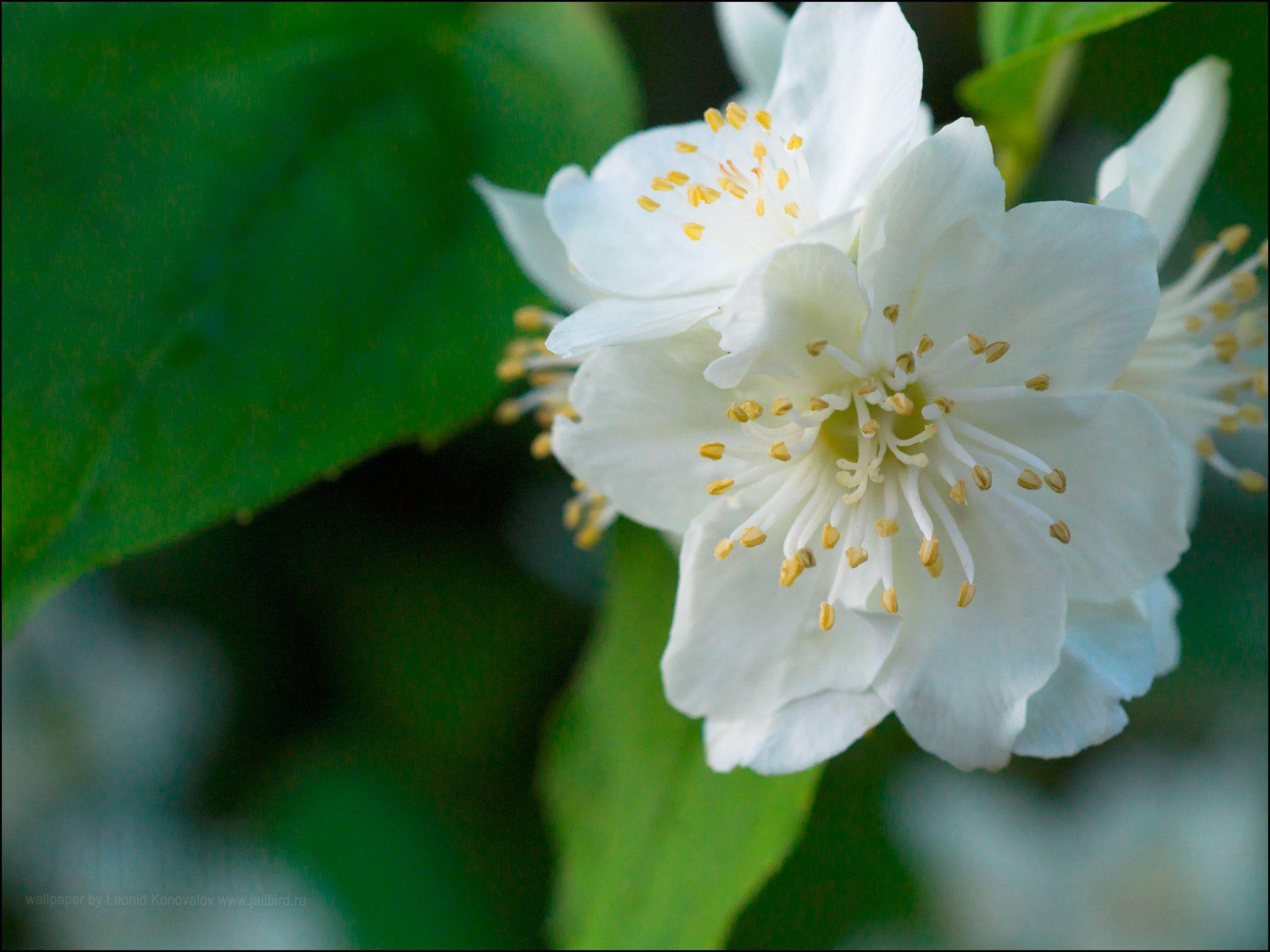Amazing Jasmine Flower HD Wallpaper Jasmine Flower Picture
